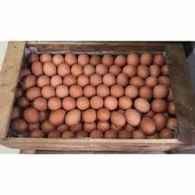 Telur Ayam broiler