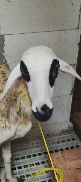 Domba SR Farm BL 01
