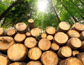 KAYU LOG