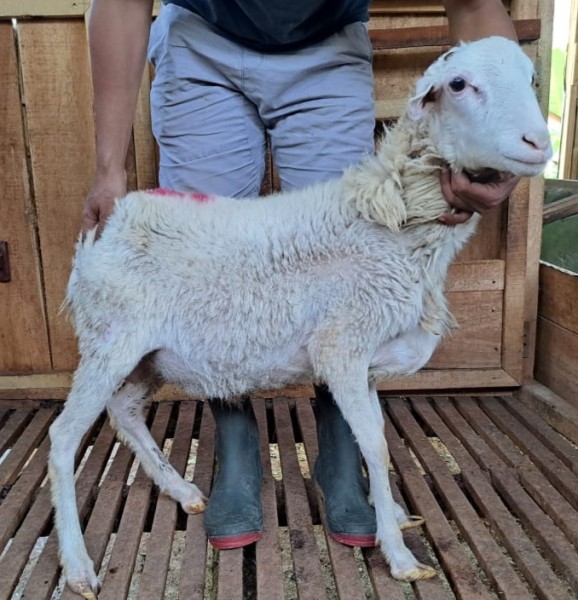 Domba SR Farm F29