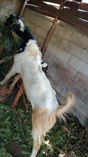 anak kambing