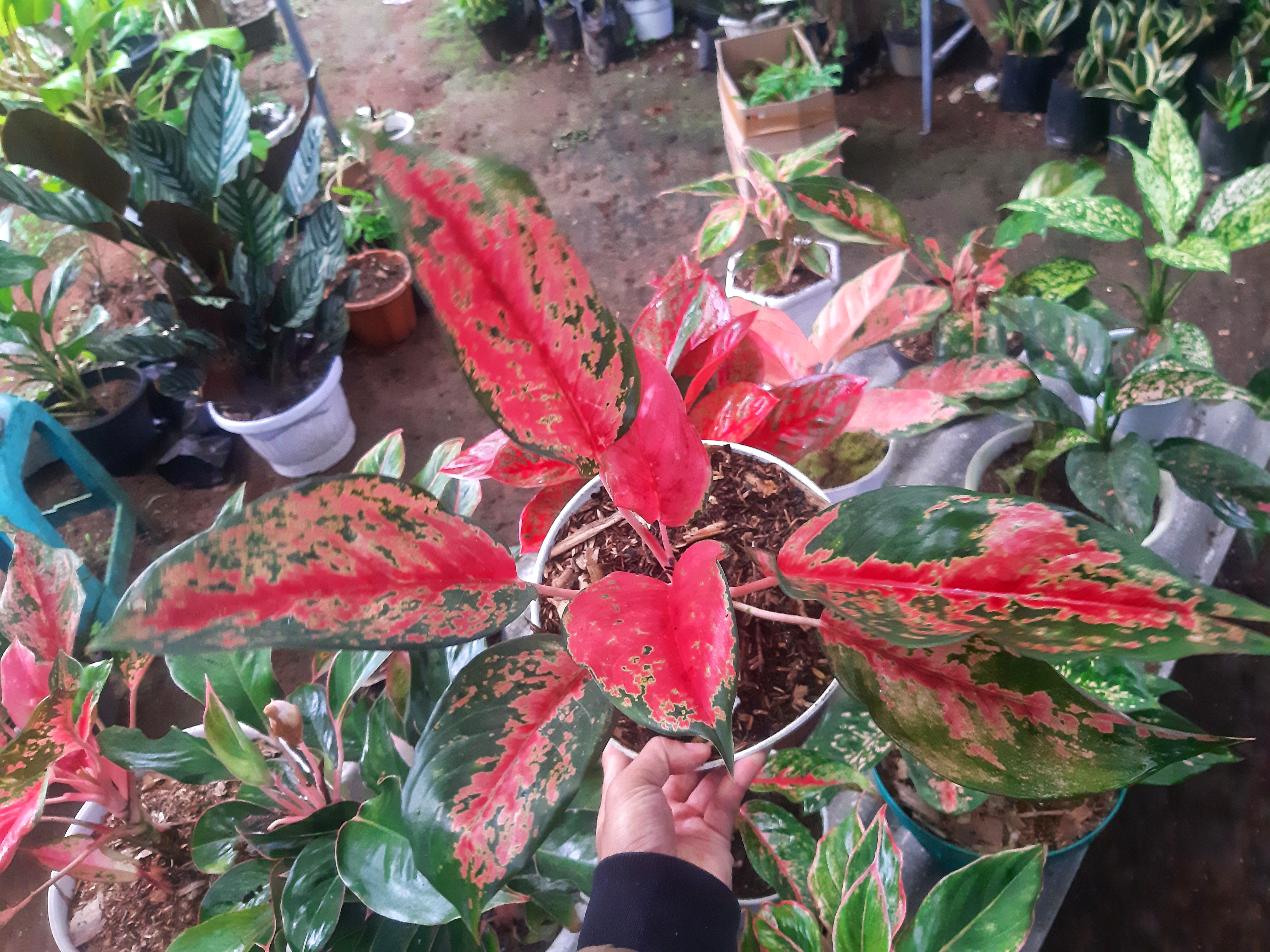 Aglonema Kochin Camelon