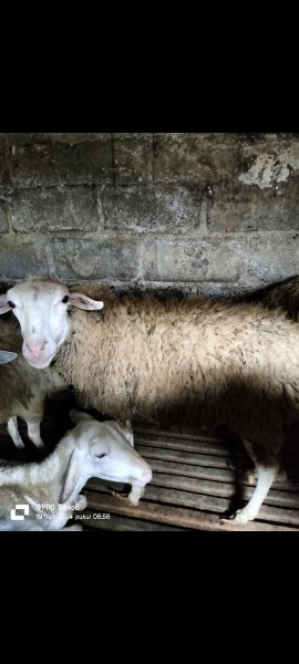 Kambing