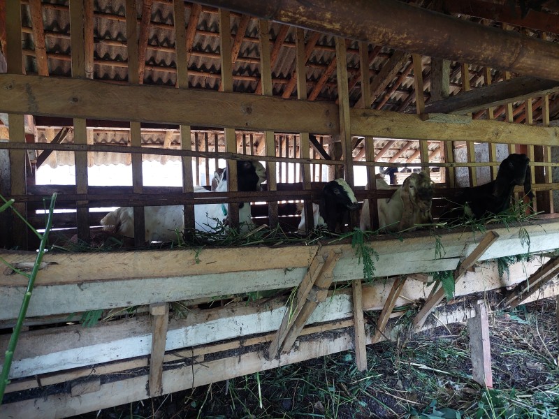 Kambing