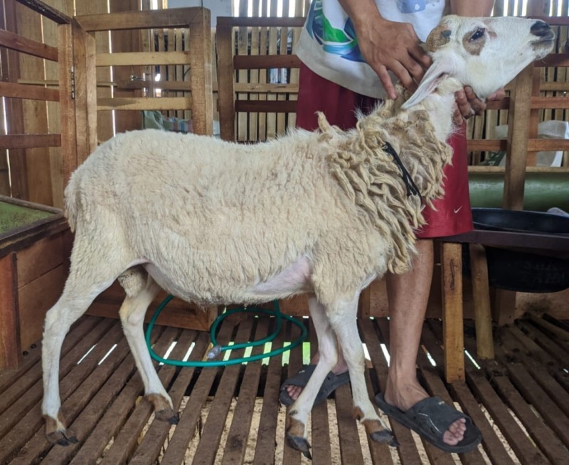 Domba SR Farm B3