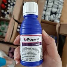 Pegasus 80 ml