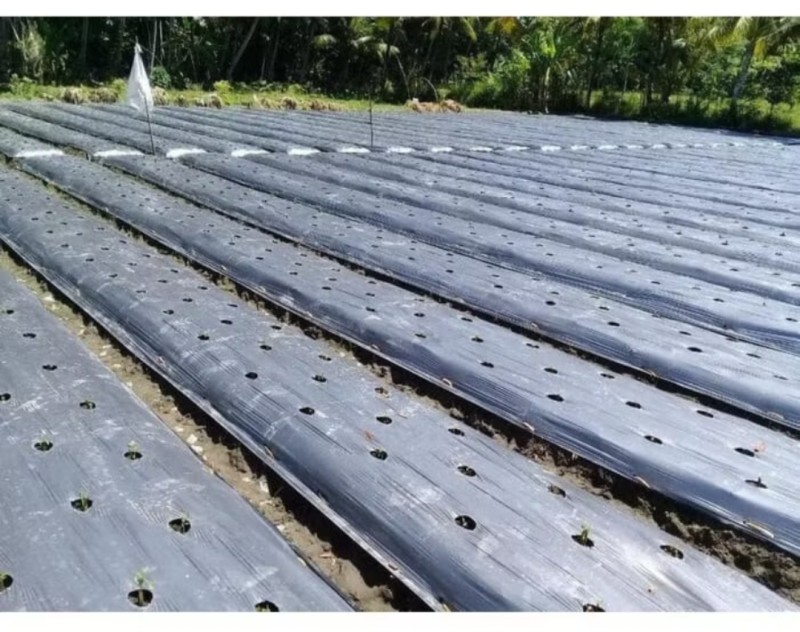Plastik cabe mulsa
