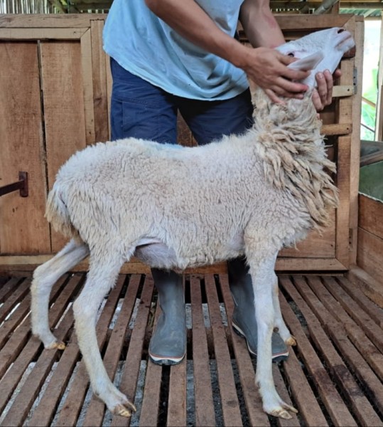 Domba SR Farm C7